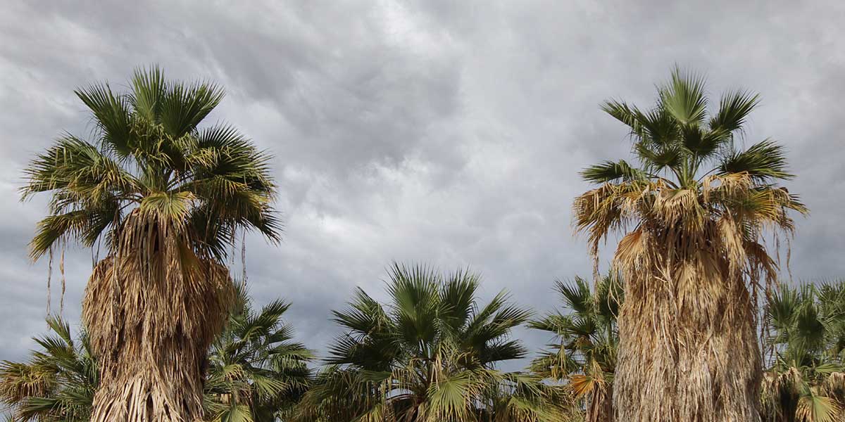 What Are the Common Tree Problems in High Springs, FL? 1 common tree problems